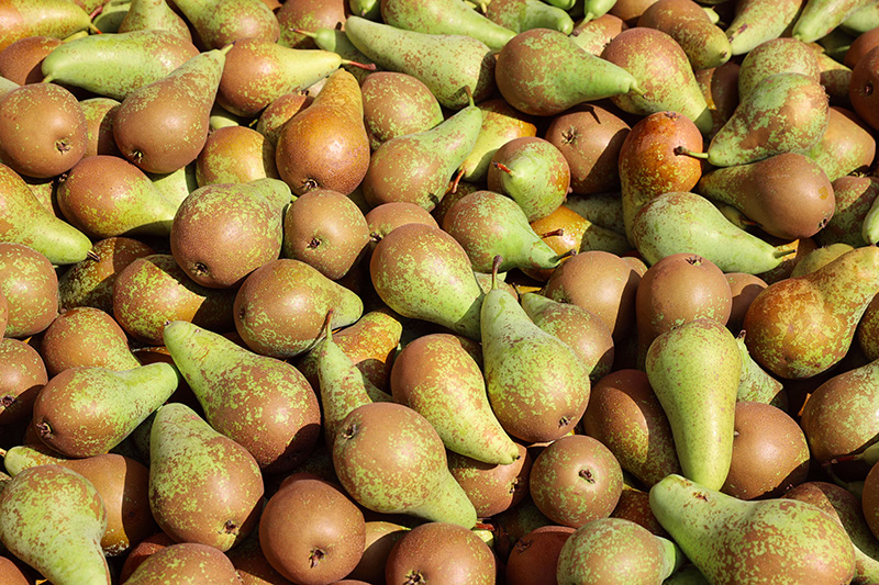 Abate Pears - Buy fresh fruit and vegetables online Malta