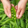 Peas - Buy fresh fruit and vegetables online Malta