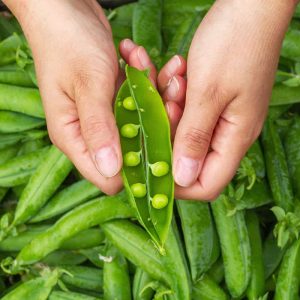 Peas - Buy fresh fruit and vegetables online Malta