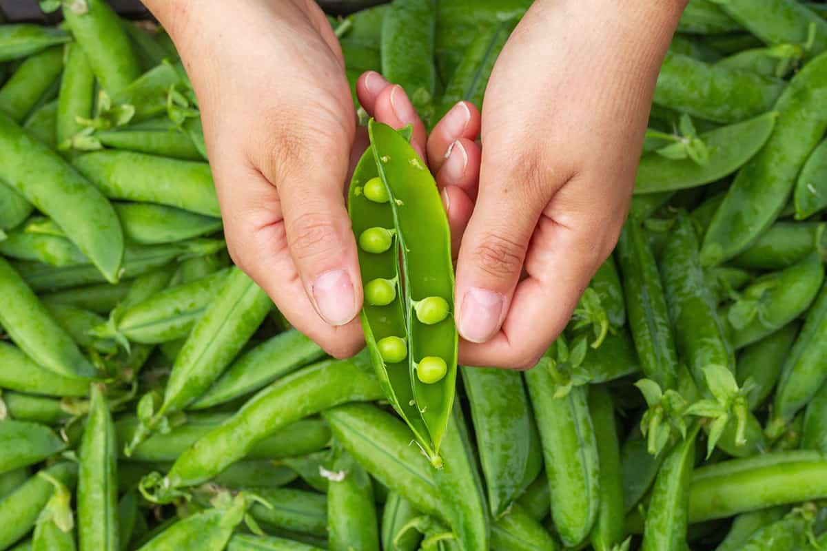 Peas - Buy fresh fruit and vegetables online Malta