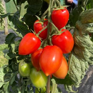 Plum Tomatoes - Buy fresh fruit and vegetables online Malta