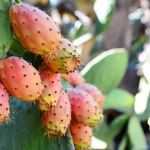 Prickly Pear - Bajtar tax-xewk - Buy fresh fruit and vegetables online Malta
