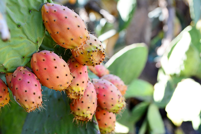 Prickly Pear - Bajtar tax-xewk - Buy fresh fruit and vegetables online Malta