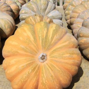 Pumpkin - Buy fresh fruit and vegetables online Malta