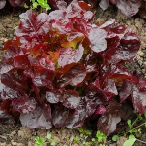 Red Oak Leaf Lettuce - Buy fresh fruit and vegetables online Malta