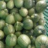 Round Marrows - Buy fresh fruit and vegetables online Malta