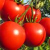 Round Tomatoes - Buy fresh fruit and vegetables online Malta