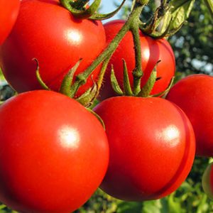Round Tomatoes - Buy fresh fruit and vegetables online Malta
