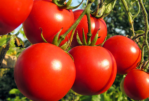 Round Tomatoes - Buy fresh fruit and vegetables online Malta
