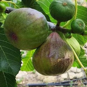 St Johns Figs - Buy fresh fruit and vegetables online Malta
