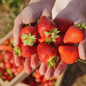 Strawberries - Buy fresh fruit and vegetables online Malta