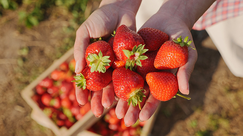 Strawberries - Buy fresh fruit and vegetables online Malta