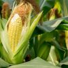 Sweet Corn - Buy fresh fruit and vegetables online Malta