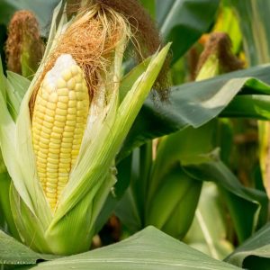 Sweet Corn - Buy fresh fruit and vegetables online Malta