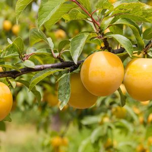 Yellow Plums - Buy fresh fruit and vegetables online Malta