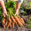 Carrots - Buy fresh fruit and vegetables online Malta