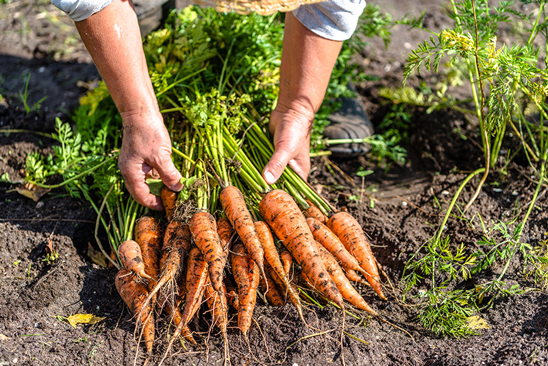 Carrots - Buy fresh fruit and vegetables online Malta