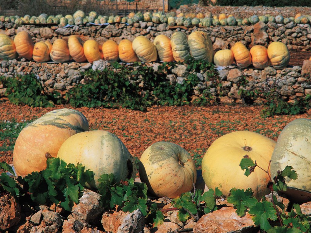 Pumpkin - Buy fresh fruit and vegetables online Malta