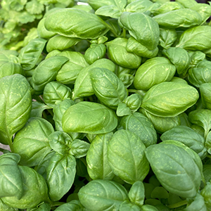 Basil - Buy fresh fruit and vegetables online Malta