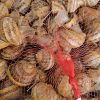 Premium Snails - Buy fresh fruit and vegetables online Malta